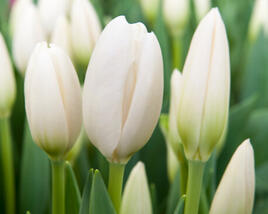 Tulipán Darwin hybrid 'Hakuun'