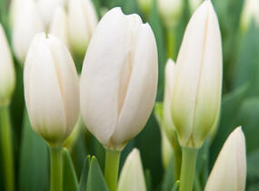 Tulipán Darwin hybrid 'Hakuun' - Tulipa Darwin hybrid 'Hakuun'