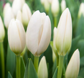 Tulipán Darwin hybrid 'Hakuun' - Tulipa Darwin hybrid 'Hakuun'