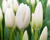 Tulipán Darwin hybrid 'Hakuun'