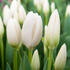 Tulipa Darwin hybrid _Hakuun_.jpg