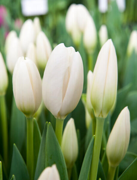 Tulipán Darwin hybrid 'Hakuun' - Tulipa Darwin hybrid 'Hakuun'
