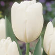 Tulipán Darwin hybrid 'Hakuun' - Tulipa Darwin hybrid 'Hakuun'