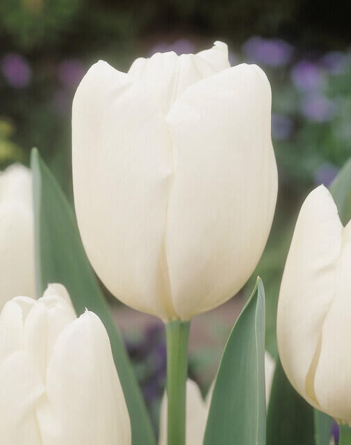 Tulipán Darwin hybrid 'Hakuun' - Tulipa Darwin hybrid 'Hakuun'