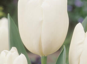 Tulipán Darwin hybrid 'Hakuun' - Tulipa Darwin hybrid 'Hakuun'