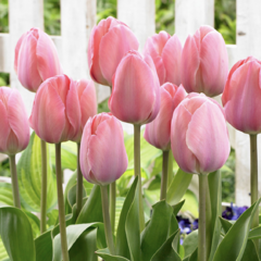 Tulipán Darwin hybrid 'Mystic van Eyck' - Tulipa Darwin hybrid 'Mystic van Eyck'