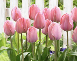 Tulipán Darwin hybrid 'Mystic van Eyck'