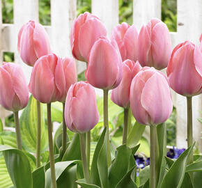 Tulipán Darwin hybrid 'Mystic van Eyck'