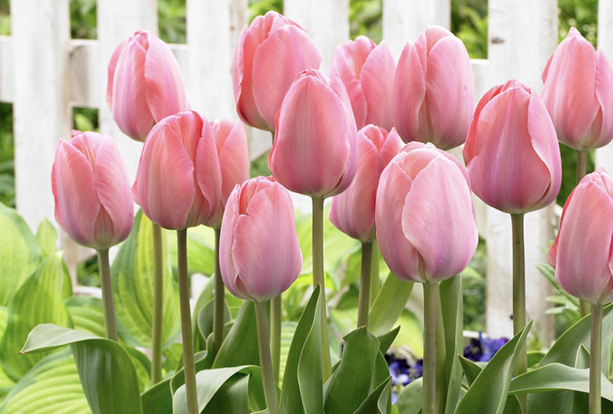 Tulipán Darwin hybrid 'Mystic van Eyck' - Tulipa Darwin hybrid 'Mystic van Eyck'