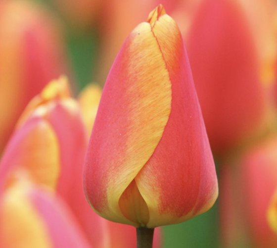 Tulipán Darwinův hybrid 'Oxford Elite' - Tulipa Darwin hybrid 'Oxford Elite'