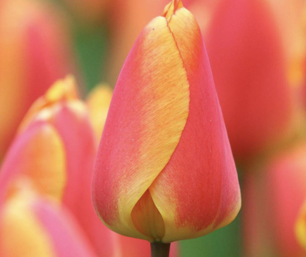 Tulipán Darwin hybrid 'Oxford Elite' - Tulipa Darwin hybrid 'Oxford Elite'