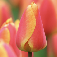 Tulipán Darwinův hybrid 'Oxford Elite' - Tulipa Darwin hybrid 'Oxford Elite'