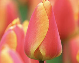 Tulipán Darwin hybrid 'Oxford Elite'
