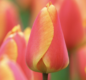 Tulipán Darwinův hybrid 'Oxford Elite' - Tulipa Darwin hybrid 'Oxford Elite'