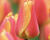 Tulipán Darwin hybrid 'Oxford Elite'