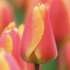 Tulipa Darwin hybrid _Oxford Elite_.png