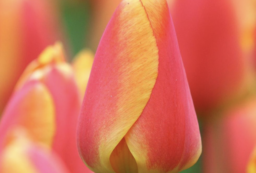 Tulipán Darwin hybrid 'Oxford Elite' - Tulipa Darwin hybrid 'Oxford Elite'
