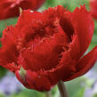 Tulipán třepenitý plnokvětý 'Fiery Dream' - Tulipa Double Crispa 'Fiery Dream'