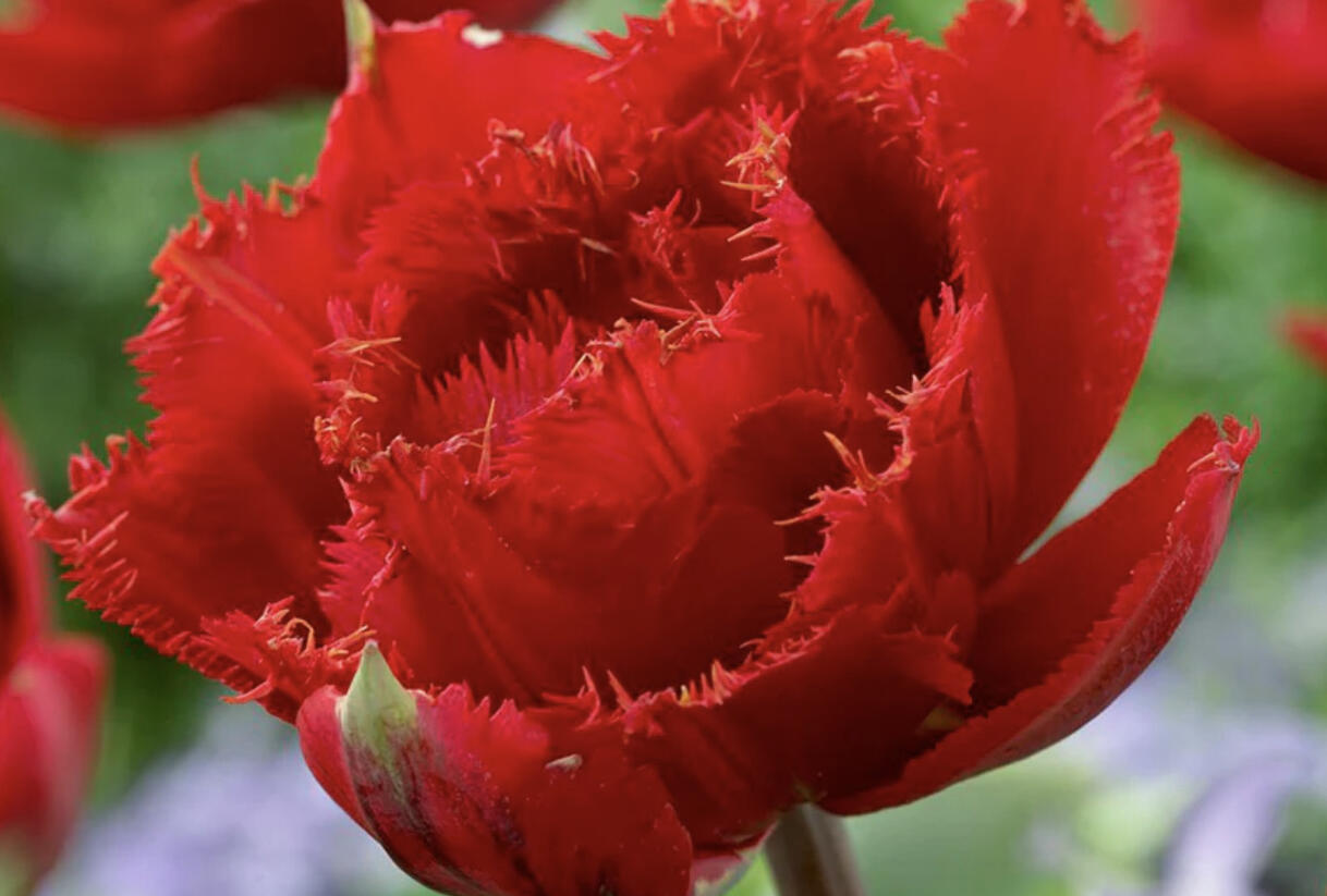 Tulipán plnokvětý třepenitý 'Fiery Dream' - Tulipa Double Crispa 'Fiery Dream'