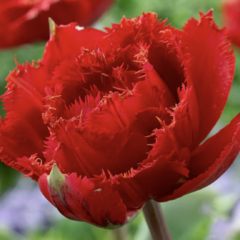 Tulipán třepenitý plnokvětý 'Fiery Dream' - Tulipa Double Crispa 'Fiery Dream'