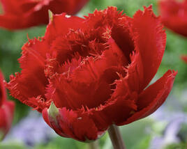 Tulipán plnokvětý třepenitý 'Fiery Dream'