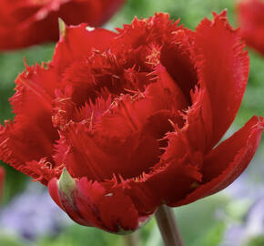 Tulipán plnokvětý třepenitý 'Fiery Dream'