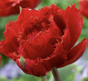 Tulipán třepenitý plnokvětý 'Fiery Dream' - Tulipa Double Crispa 'Fiery Dream'