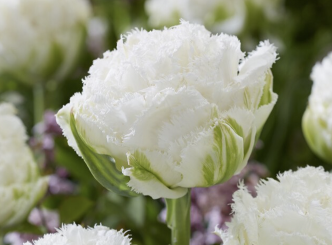 Tulipán třepenitý plnokvětý 'Snow Crystal'® - Tulipa Double Crispa 'Snow Crystal'®