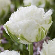 Tulipán třepenitý plnokvětý 'Snow Crystal'® - Tulipa Double Crispa 'Snow Crystal'®