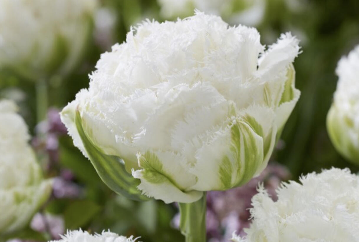 Tulipán plnokvětý třepenitý 'Snow Crystal'® - Tulipa Double Crispa 'Snow Crystal'®