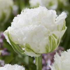 Tulipán třepenitý plnokvětý 'Snow Crystal'® - Tulipa Double Crispa 'Snow Crystal'®