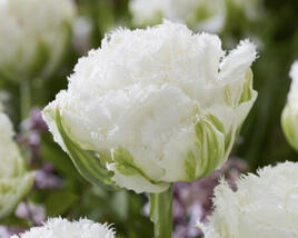 Tulipán plnokvětý třepenitý 'Snow Crystal'®