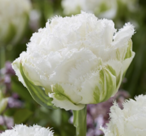 Tulipán třepenitý plnokvětý 'Snow Crystal'® - Tulipa Double Crispa 'Snow Crystal'®