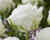 Tulipán plnokvětý třepenitý 'Snow Crystal'®