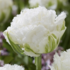 Tulipa Double Crispa _Snow Crystal_®.png