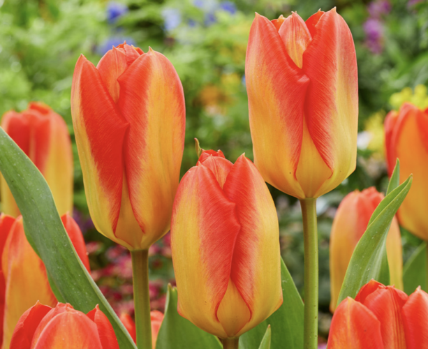Tulipán Fosterův 'Candela Festival' - Tulipa Fosteriana 'Candela Festival'