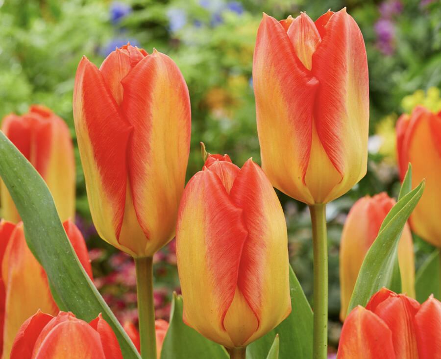 Tulipán Fosterův 'Candela Festival' - Tulipa Fosteriana 'Candela Festival'