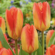 Tulipán Fosterův 'Candela Festival' - Tulipa Fosteriana 'Candela Festival'