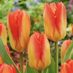 Tulipán Fosterův 'Candela Festival' - Tulipa Fosteriana 'Candela Festival'