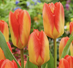 Tulipán Fosterův 'Candela Festival'