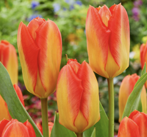 Tulipán Fosterův 'Candela Festival' - Tulipa Fosteriana 'Candela Festival'