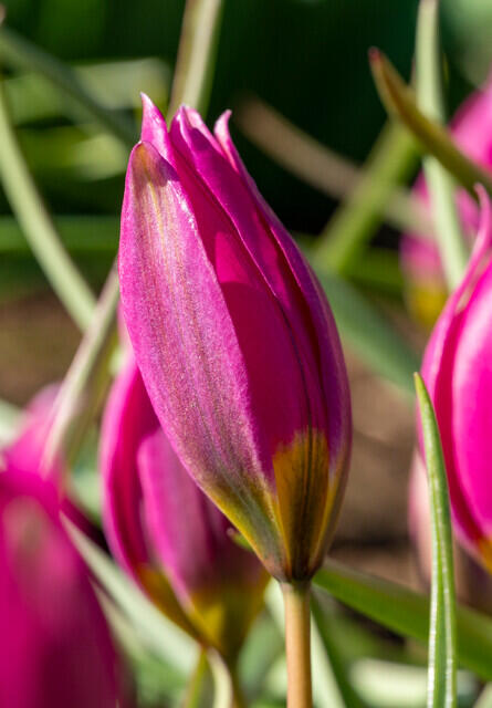 Tulipán botanický nízký 'Eastern Star' - Tulipa humilis 'Eastern Star'