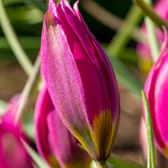 Tulipán botanický nízký 'Eastern Star' - Tulipa humilis 'Eastern Star'