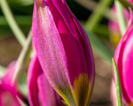 Tulipán botanický nízký 'Eastern Star'