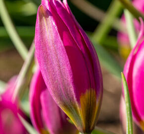Tulipán botanický nízký 'Eastern Star' - Tulipa humilis 'Eastern Star'