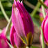 Tulipa humilis _Eastern Star_.jpg