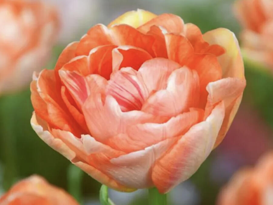 Tulipán pivoňkovitý 'Charming Lady' - Tulipa Peony 'Charming Lady'