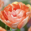 Tulipán pivoňkovitý 'Charming Lady' - Tulipa Peony 'Charming Lady'