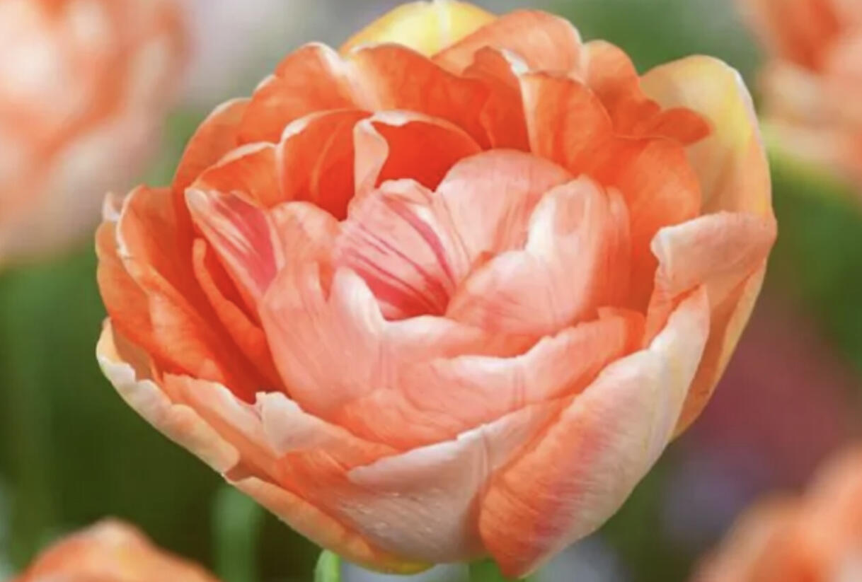 Tulipán pivoňkovitý 'Charming Lady' - Tulipa Peony 'Charming Lady'