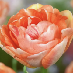 Tulipán pivoňkovitý 'Charming Lady' - Tulipa Peony 'Charming Lady'